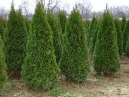 Thuja Smaragd