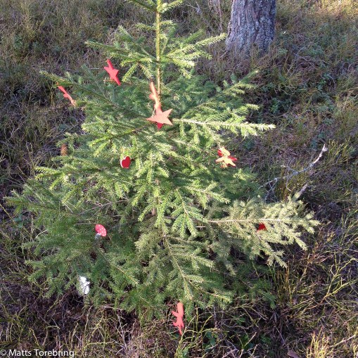 Julgranen vid elljusspåret