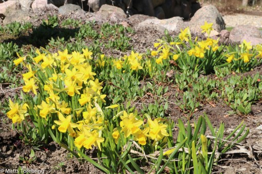 Nio krukor påskliljor från 2014