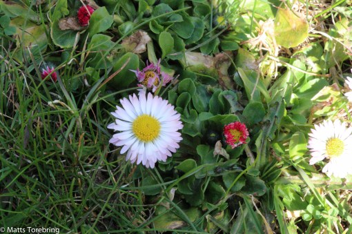 Naturens under i gräsmattan