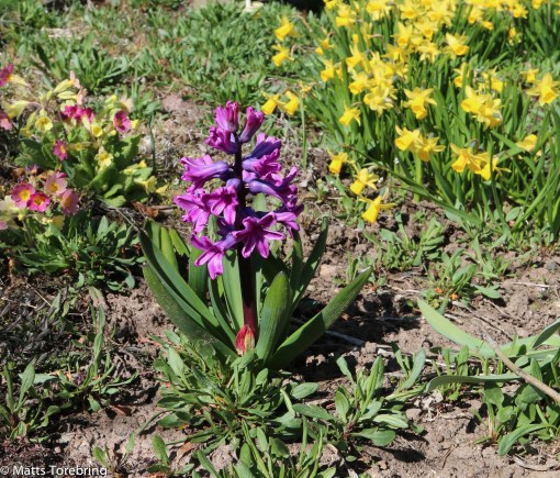 En hyacint har hittat upp ur jorden.