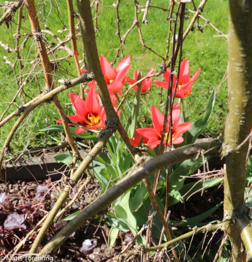 Rådjuren har inte hittat tulpanerna i år.