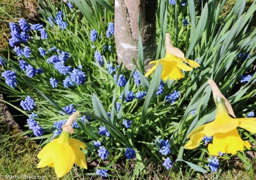Blågult under paradisäppelträdet.