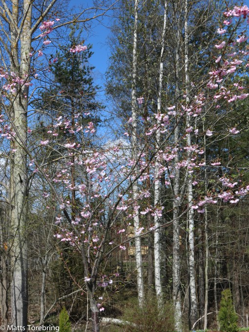 Japanskt körsbärsträd