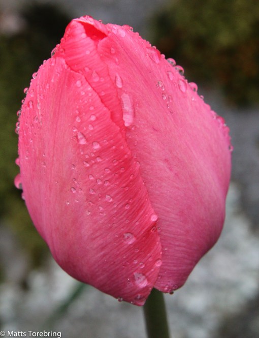 Tulpanerna sluter sig regnet och kylan