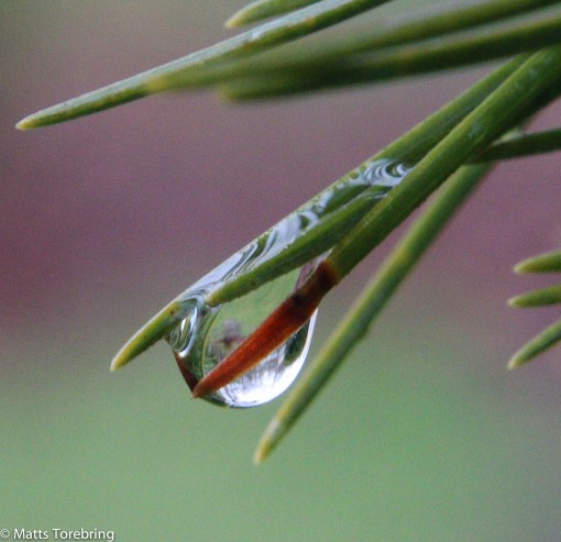 Hela vår Pinus Niger är dränkt i droppar