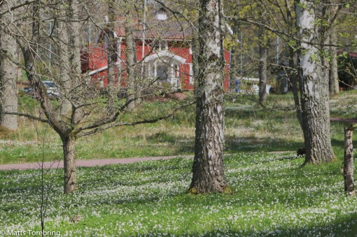 Enorma vitsippsbackar på Gränna