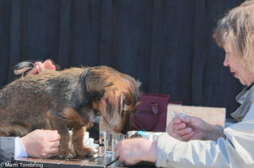 Alla gillar räkmackor