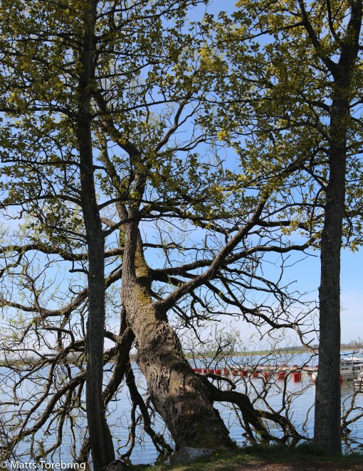 Ett träd på tre kvart