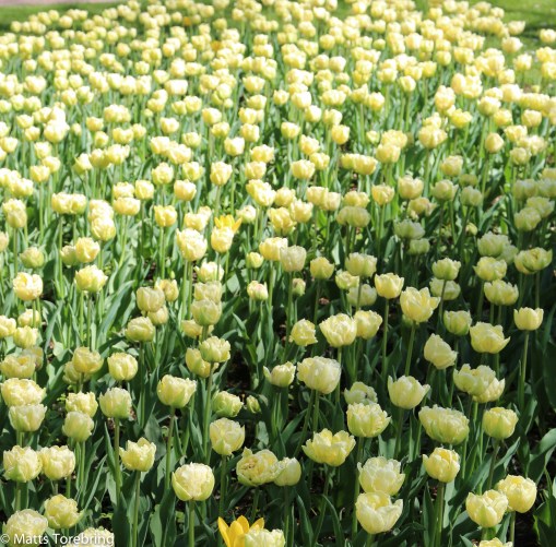 Tulpaner i stadsparken