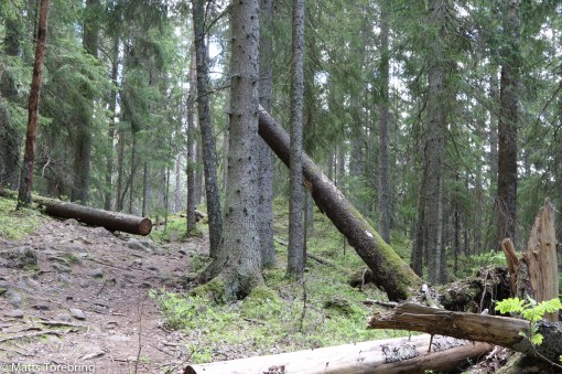 Efter en stund är det enkelt att gå