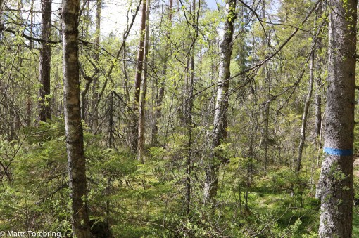 Gatan slutar vid en mosse, bara 500 meter kvar upp till cykeln.