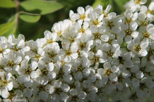 Brudspiréan blommar