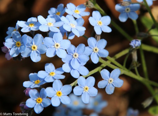 En slänt på skogstomten översållad av blå blommor