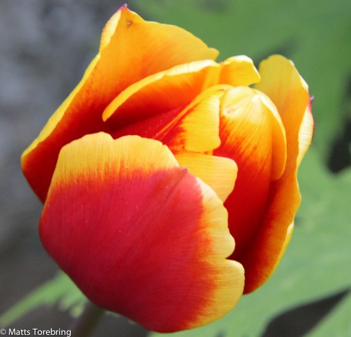 En ensam tulpan på vår trädgård