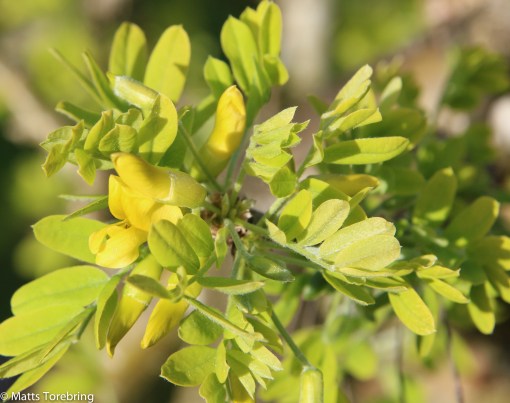 Hängcaragon börjar blomma