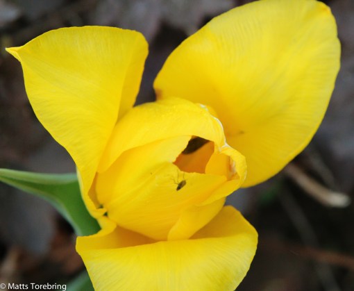 En annorlunda tulpan 