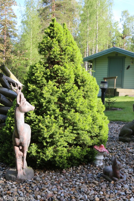 Vård hund Brownies gravvård.