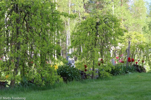 Hemma på tomten blommar det
