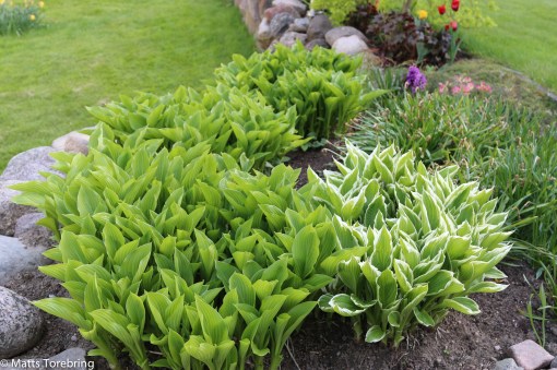 Hostan har satt full fart att komma upp