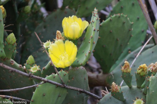 Katusblommor i ett dike