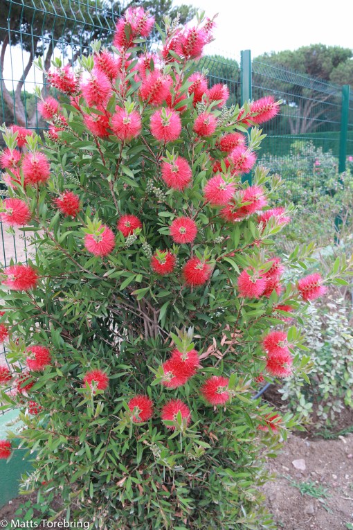 Vackra buskar, men vet inte vad de heter