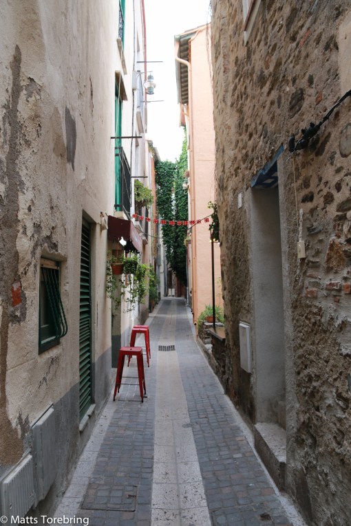 Dessa gator finns överallt