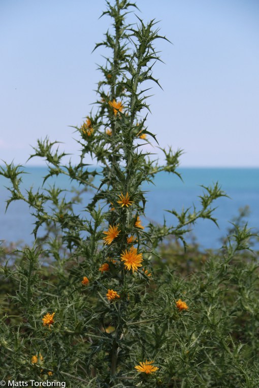 En vacker tistel växer bland stenarna.