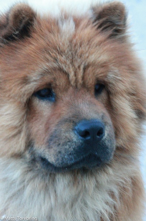 Vi lämnade vår kompis kvar på camping Rochetaillée