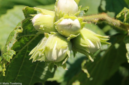 Hasselnötter intill ställplatsen