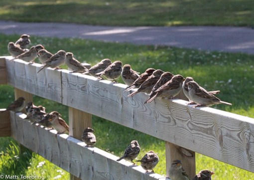 Våra åskådare när vi grillade i Motala i helgen