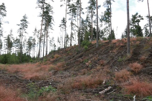 En rullstensås strax nedanför vårt hus