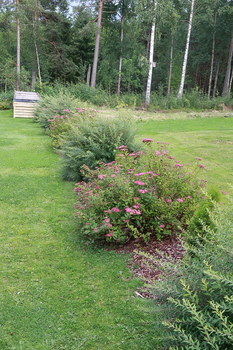 Jag älskar mina Rosenspirea