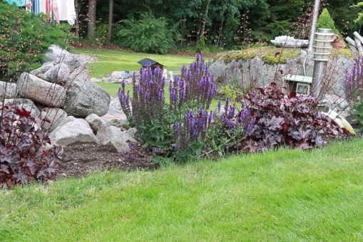 Stepsalvia & Alunroth