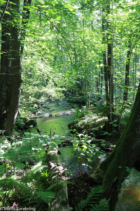 Så rofyllt att gå här och se vattnet flyta eller rusa fram.