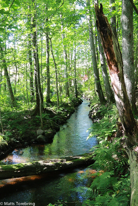 Vatten och en härlig grönska