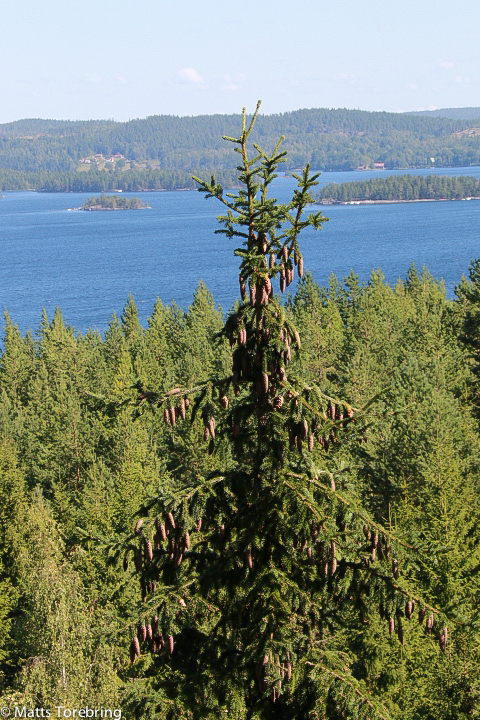 Till fots på Torpön