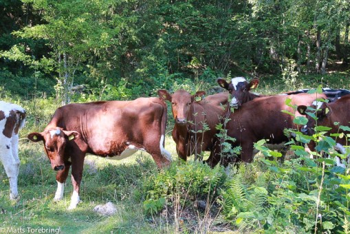 Till fots på Torpön