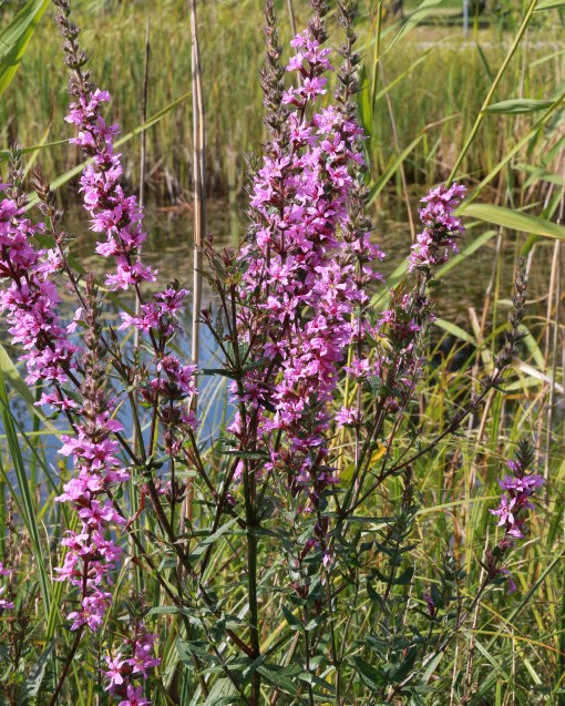 Vid en vattensamling i parken
