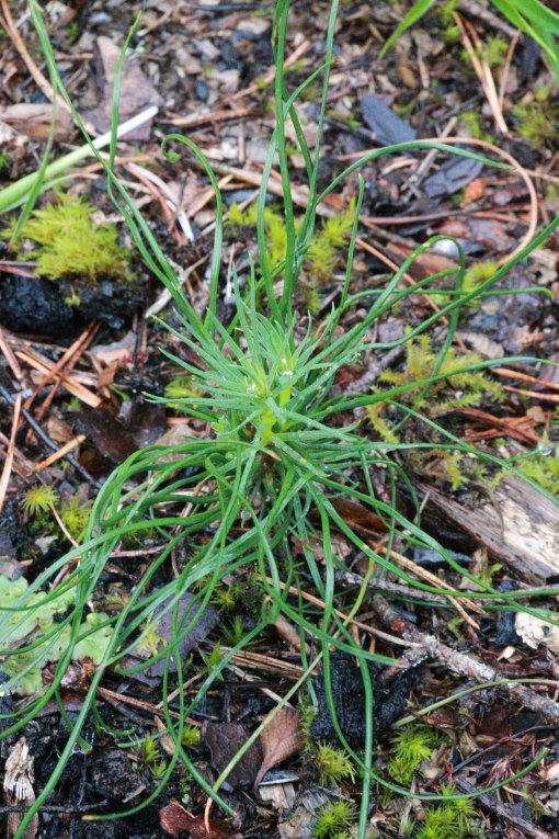 Helpension vid våra vänners sommarstuga
