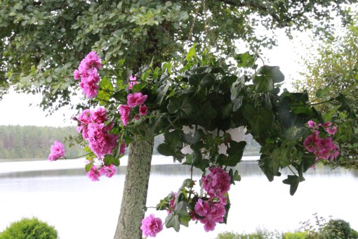 Snart plockas pelargonian ned på våra vänners veranda