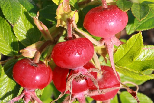 Vi vaknar till en solig lördag i Borensberg