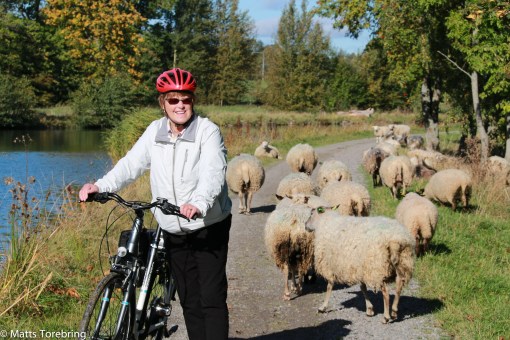 Detta var fåren autopista
