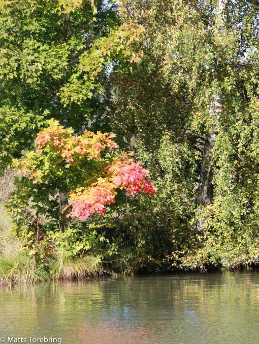 Inte mycket höstfärger ännu