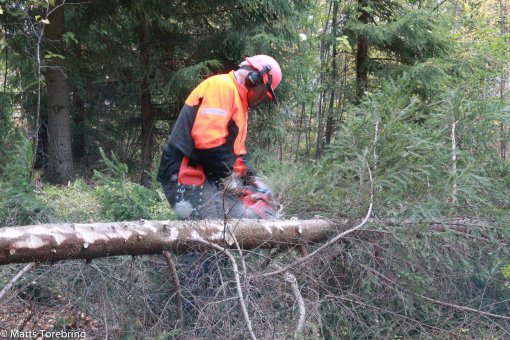 Vad jag har väntat på att få avverka skogen på granntomten
