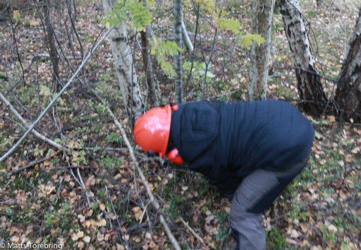 Linus sågar ned småbuskarna