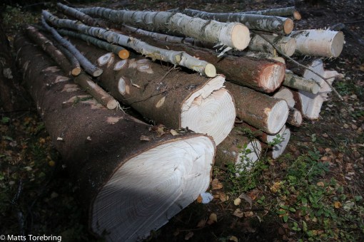 Ingen stor vedtrave i afon