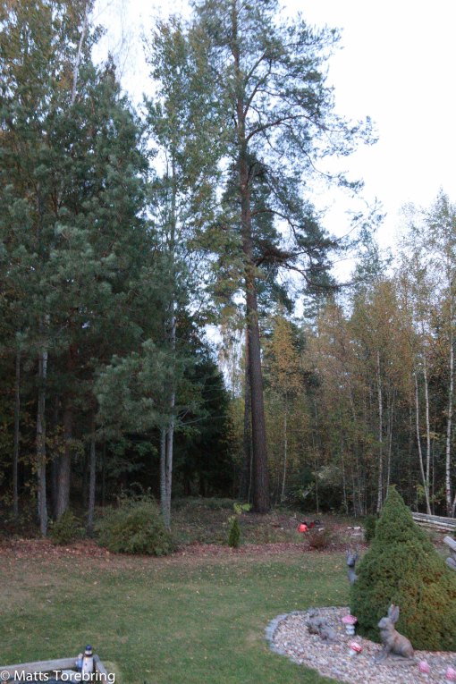 Lite har det ljusnat trots allt