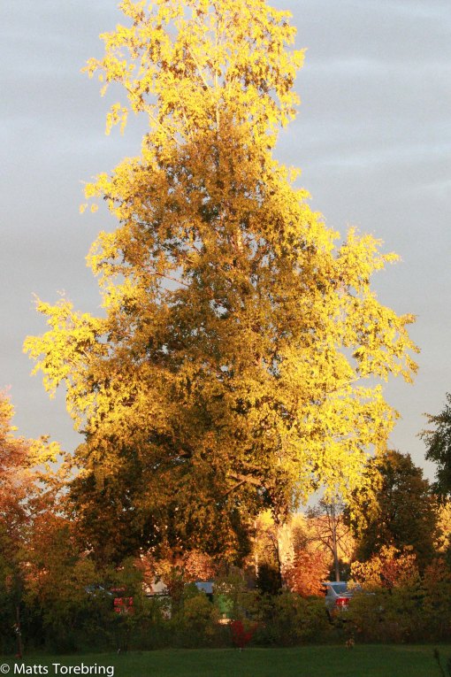 Solen kommer fram bata några minuter och lyser upp