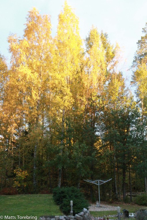 Mitt mål idag var att dessa träd hade sin sista dag